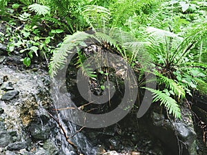 ÃÂ¡reek in a mountain forest. Caucasus mountains photo